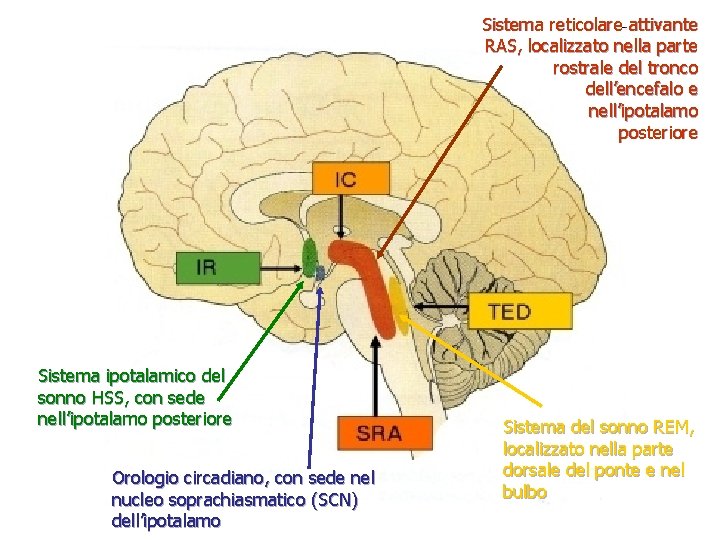 Sistema reticolare attivante RAS, localizzato nella parte rostrale del tronco dell’encefalo e nell’ipotalamo posteriore