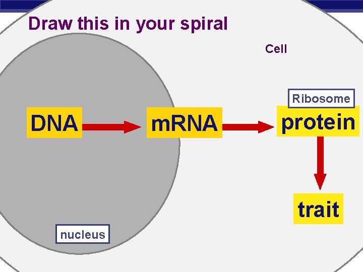 Draw this in your spiral Cell Ribosome DNA m. RNA protein trait nucleus Regents