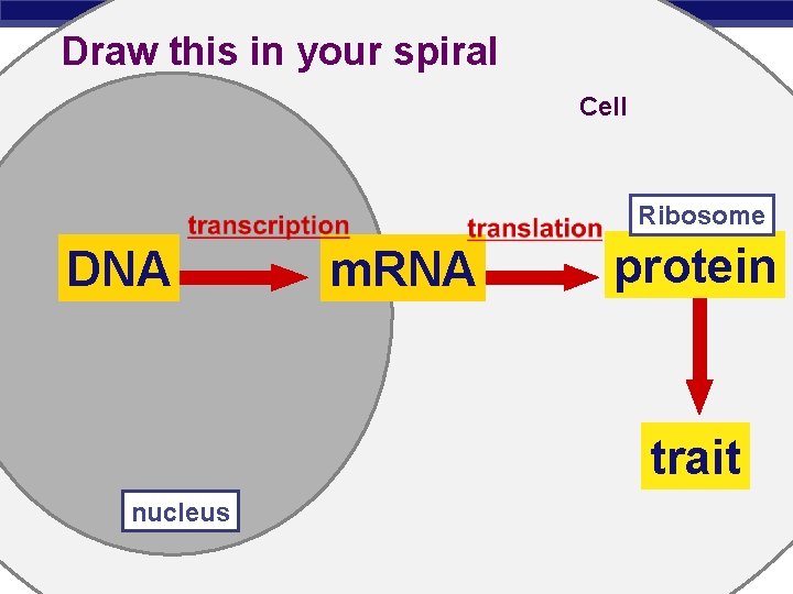 Draw this in your spiral Cell Ribosome DNA m. RNA protein trait nucleus Regents