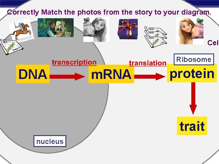 Correctly Match the photos from the story to your diagram. Cell Ribosome DNA m.