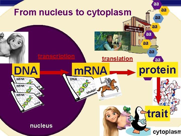 From nucleus to cytoplasm transcription DNA translation m. RNA protein trait nucleus Regents Biology