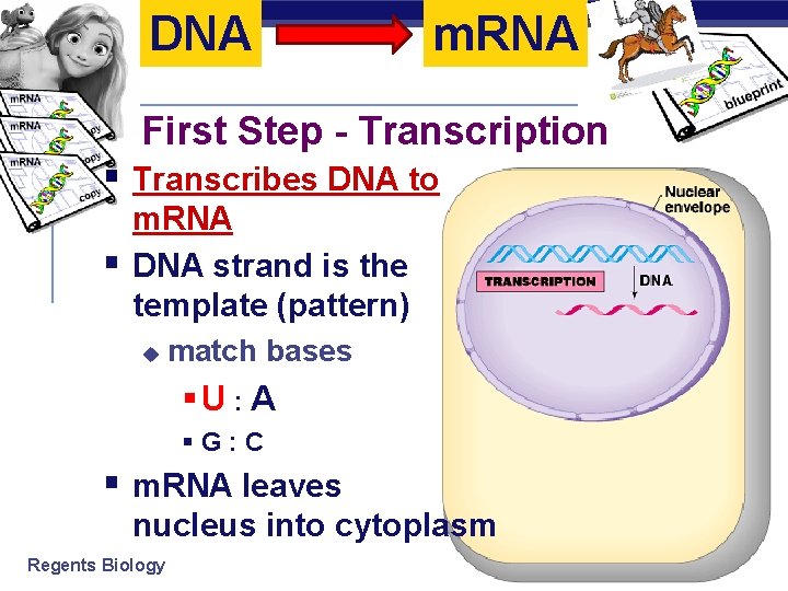 DNA m. RNA First Step - Transcription § Transcribes DNA to § m. RNA