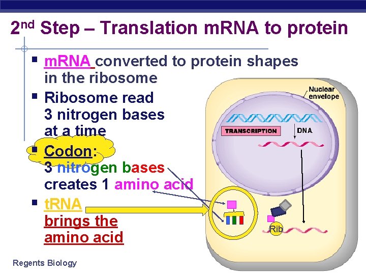 2 nd Step – Translation m. RNA to protein § m. RNA converted to