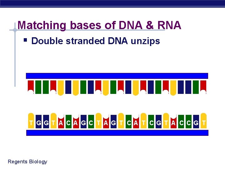 Matching bases of DNA & RNA § Double stranded DNA unzips T G G