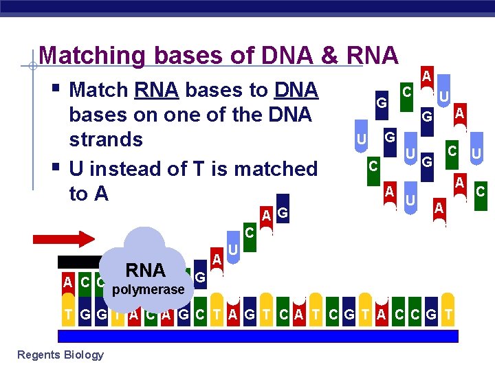 Matching bases of DNA & RNA § Match RNA bases to DNA C G