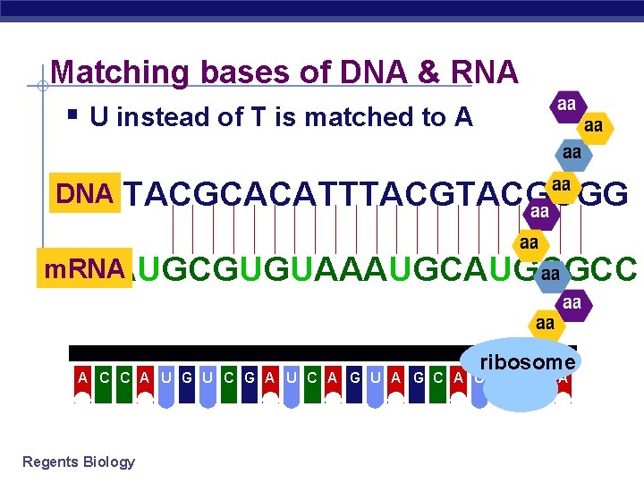 Matching bases of DNA & RNA § U instead of T is matched to