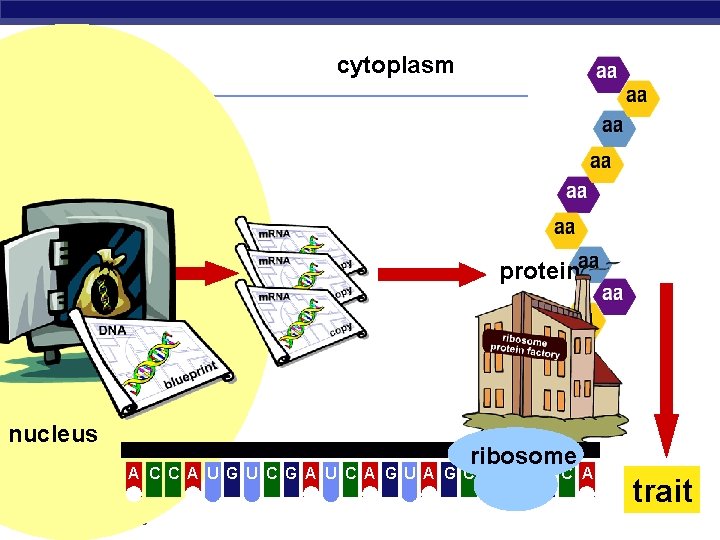 cytoplasm protein nucleus ribosome A C C A U G U C G A