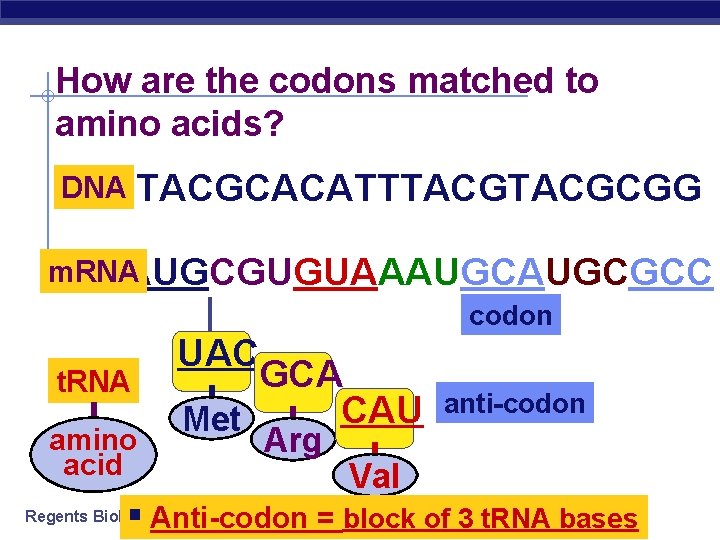 How are the codons matched to amino acids? TACGCACATTTACGCGG DNA m. RNA AUGCGUGUAAAUGCGCC codon