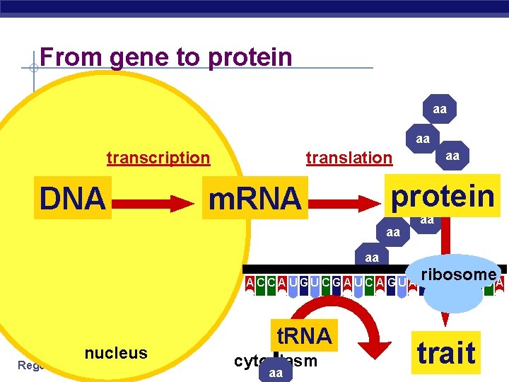 From gene to protein aa aa transcription DNA translation aa protein m. RNA aa