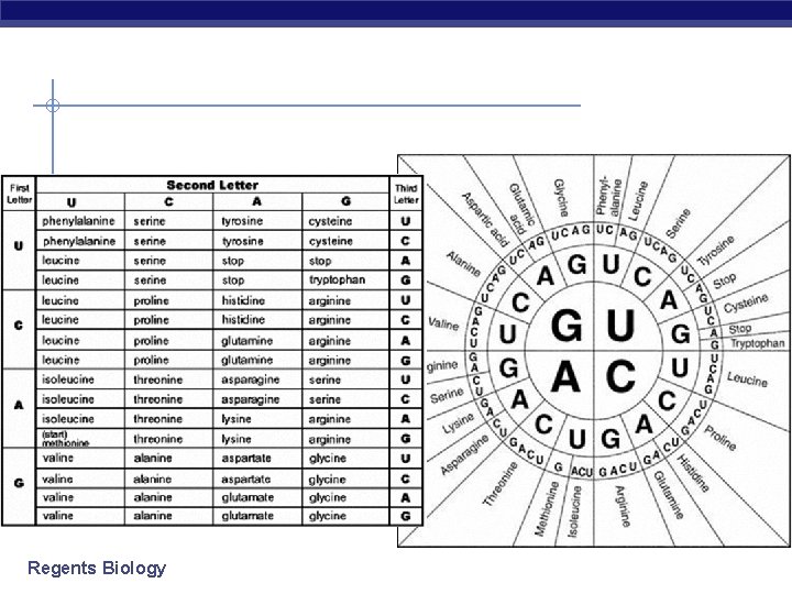 Regents Biology 