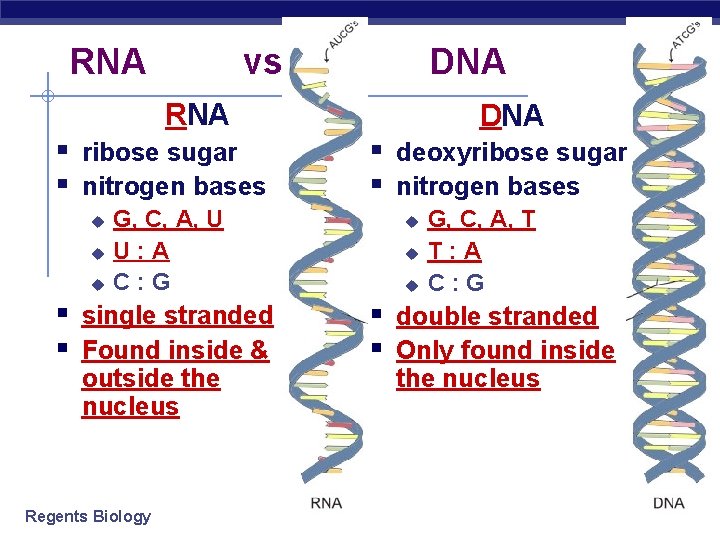 RNA vs. DNA RNA § ribose sugar § nitrogen bases u u u G,