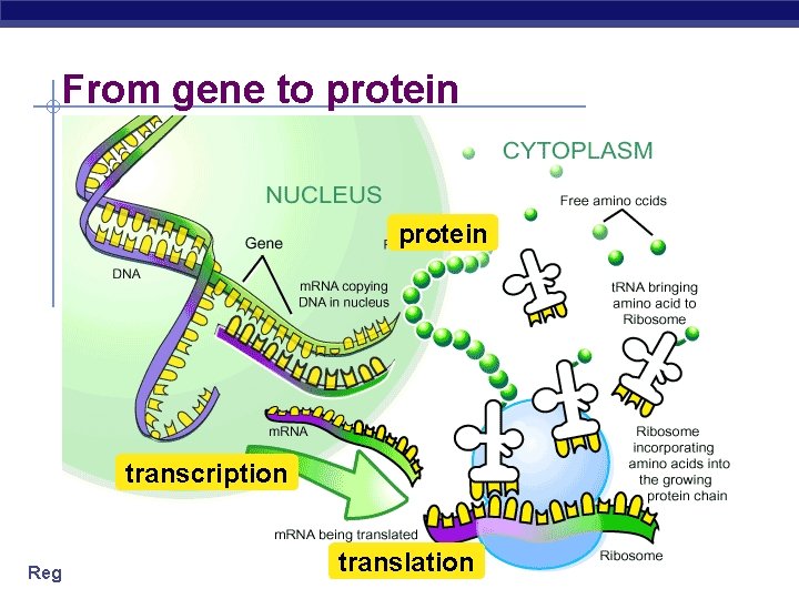 From gene to protein transcription Regents Biology translation 