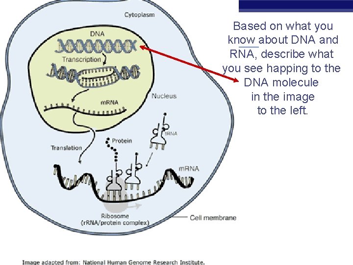 Based on what you know about DNA and RNA, describe what you see happing