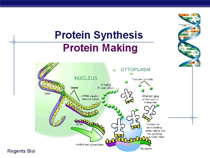 Protein Synthesis Protein Making Regents Biology 