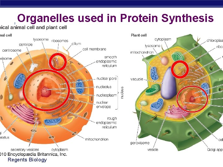 Organelles used in Protein Synthesis Regents Biology 