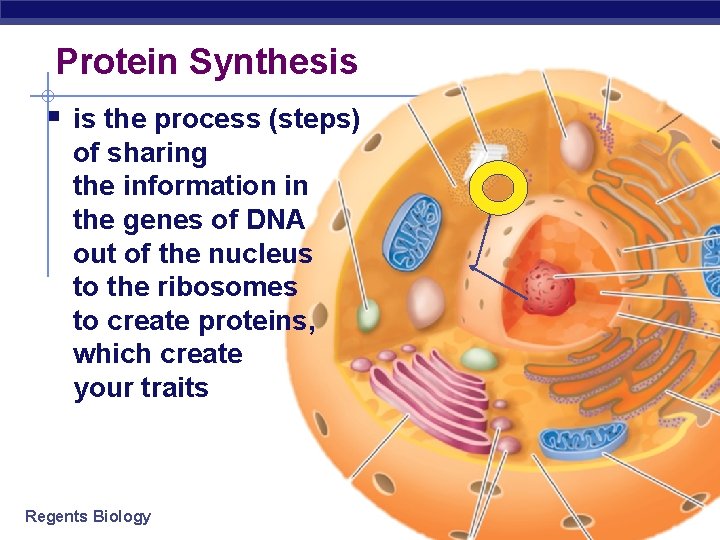 Protein Synthesis § is the process (steps) of sharing the information in the genes