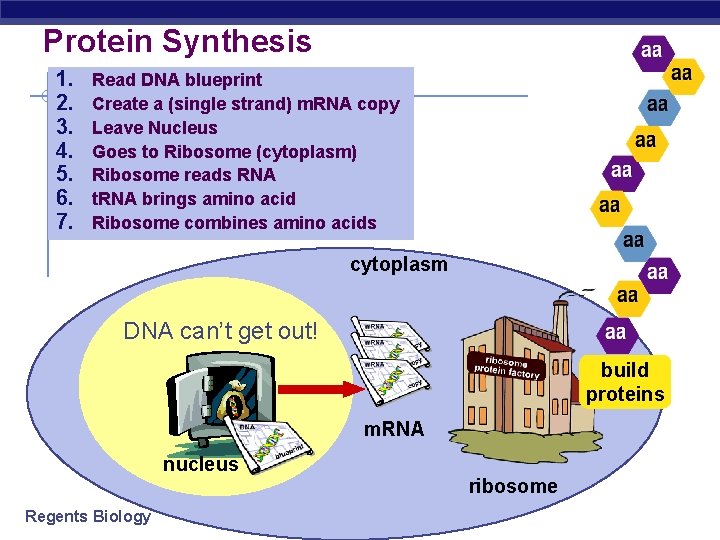 Protein Synthesis 1. 2. 3. 4. 5. 6. 7. Read DNA blueprint Create a