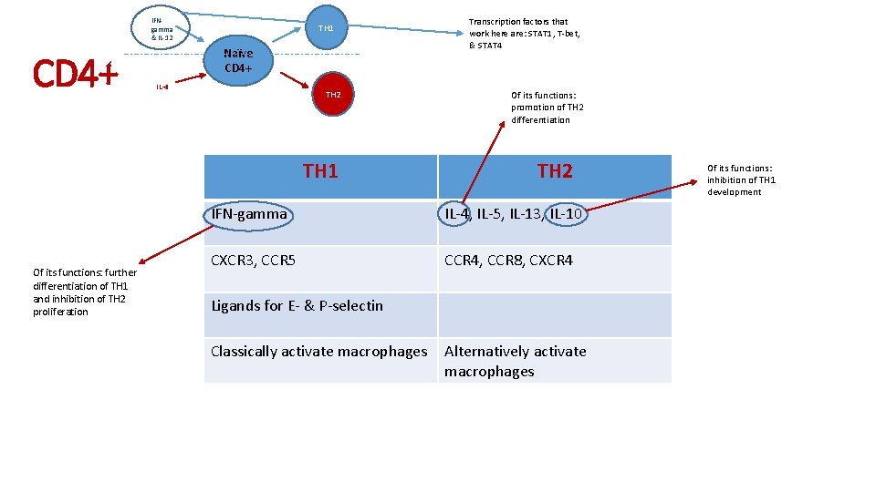 IFNgamma & IL-12 CD 4+ TH 1 Naïve CD 4+ IL-4 TH 2 TH