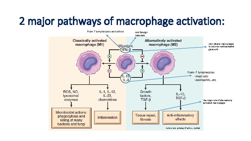 2 major pathways of macrophage activation: From T lymphocytes and others And foreign materials