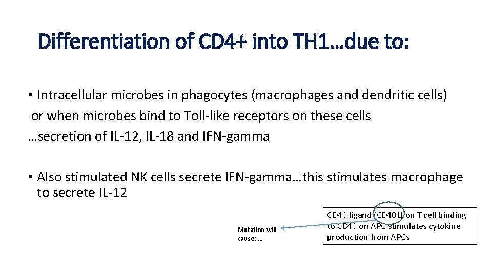 Differentiation of CD 4+ into TH 1…due to: • Intracellular microbes in phagocytes (macrophages