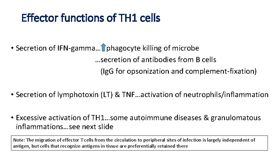 Effector functions of TH 1 cells • Secretion of IFN-gamma… phagocyte killing of microbe