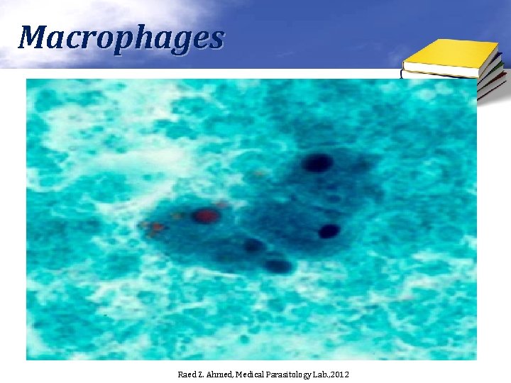 Macrophages Raed Z. Ahmed, Medical Parasitology Lab. , 2012 