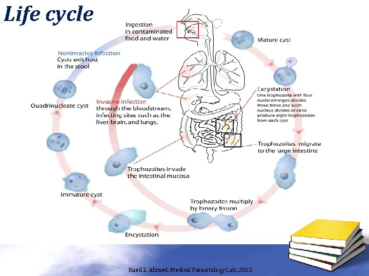 Life cycle Raed Z. Ahmed, Medical Parasitology Lab. , 2012 