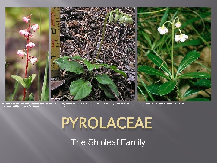 http: //upload. wikimedia. org/wikipedia/commons/thumb/0/0 d/Dw. Pink wintergreen. jpg/250 px-Dw. Pinkwintergreen. jpg http: //www. swcoloradowildflowers.
