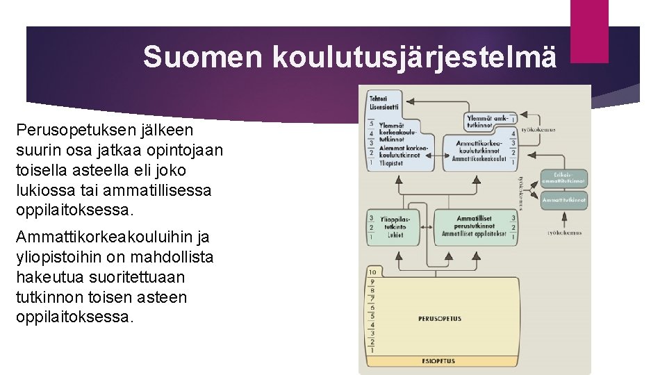 Suomen koulutusjärjestelmä Perusopetuksen jälkeen suurin osa jatkaa opintojaan toisella asteella eli joko lukiossa tai