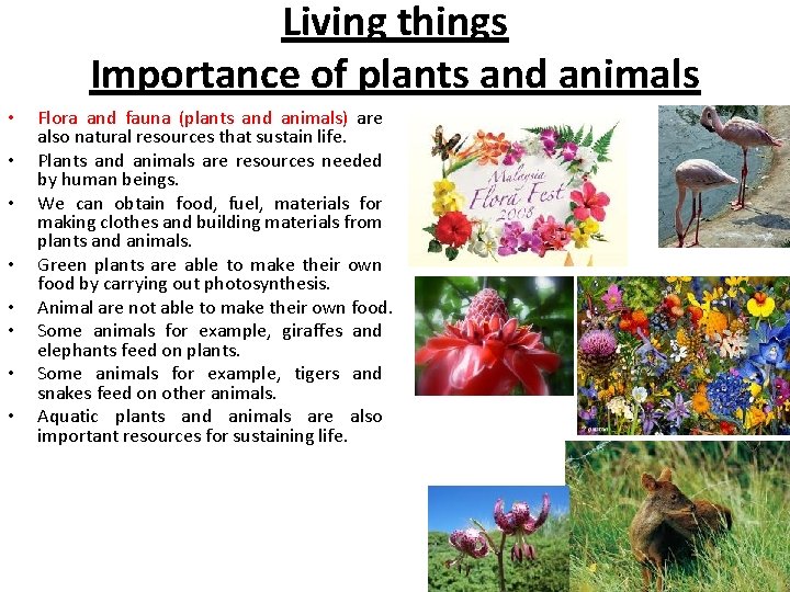 Living things Importance of plants and animals • • Flora and fauna (plants and Living things Importance of plants and animals • • Flora and fauna (plants and
