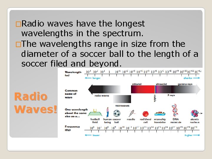 �Radio waves have the longest wavelengths in the spectrum. �The wavelengths range in size