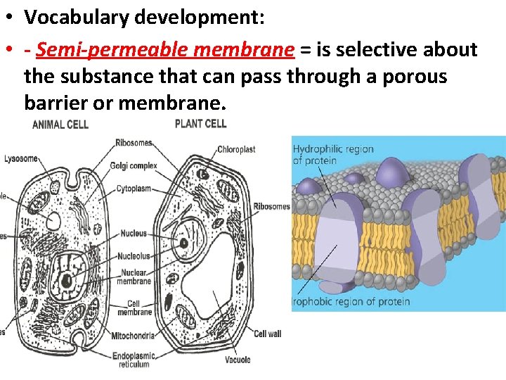  • Vocabulary development: • - Semi-permeable membrane = is selective about the substance