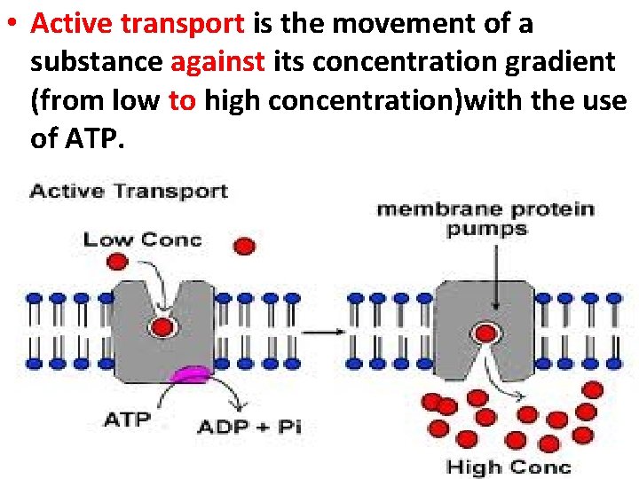  • Active transport is the movement of a substance against its concentration gradient