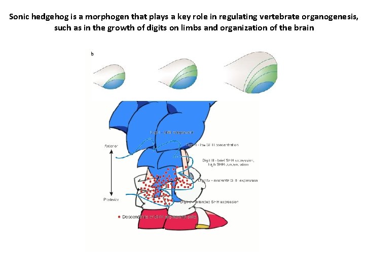 Sonic hedgehog is a morphogen that plays a key role in regulating vertebrate organogenesis,