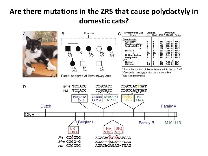 Are there mutations in the ZRS that cause polydactyly in domestic cats? 