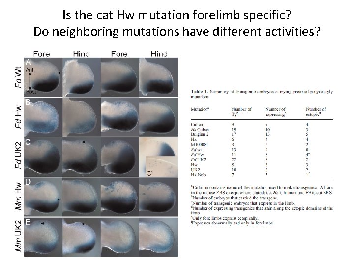 Is the cat Hw mutation forelimb specific? Do neighboring mutations have different activities? 