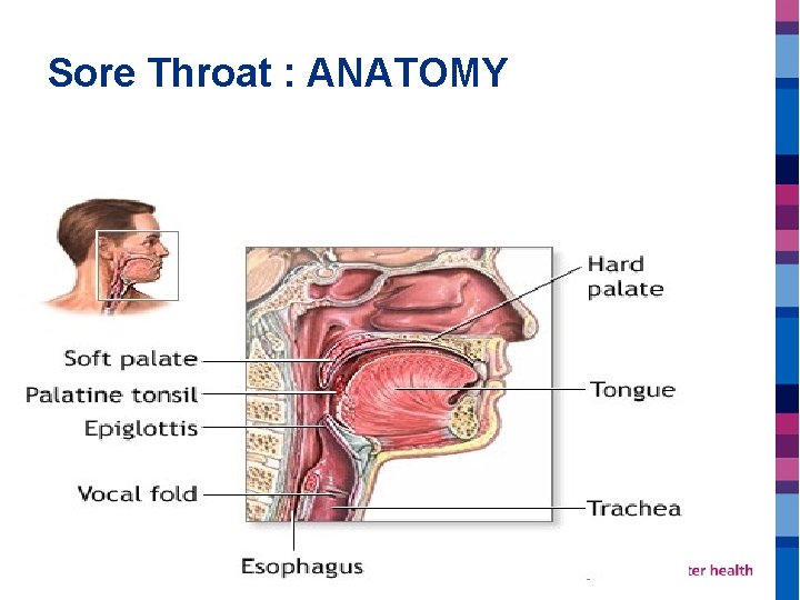 Sore Throat : ANATOMY 