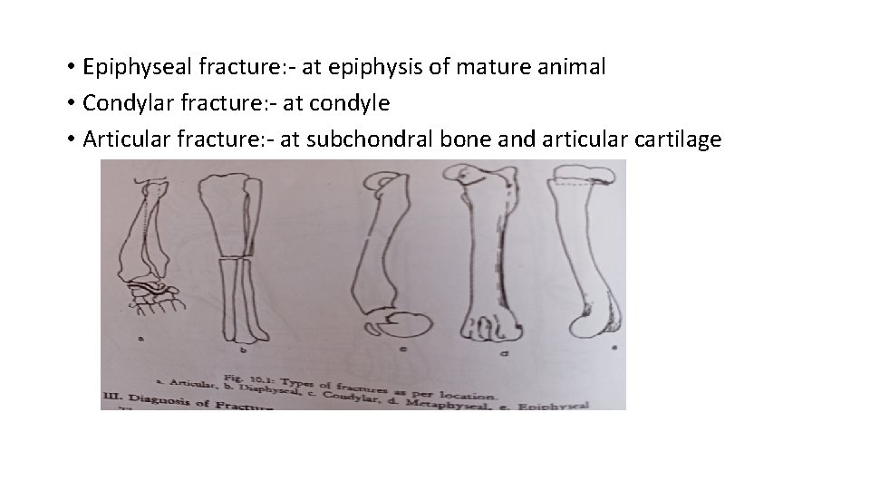  • Epiphyseal fracture: - at epiphysis of mature animal • Condylar fracture: -