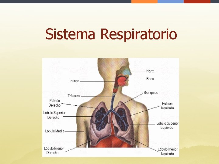 Sistema Respiratorio 