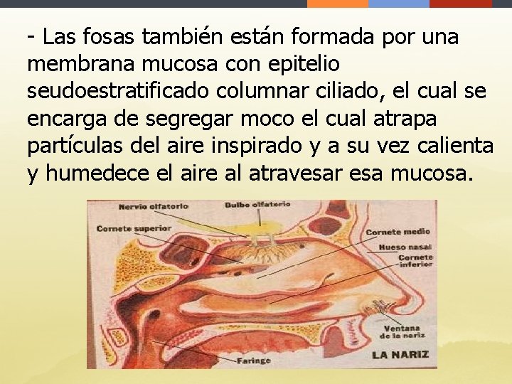 - Las fosas también están formada por una membrana mucosa con epitelio seudoestratificado columnar