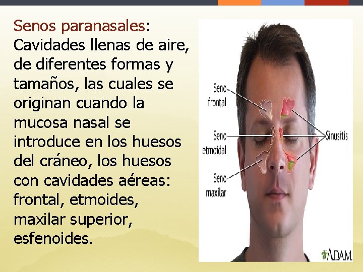 Senos paranasales: Cavidades llenas de aire, de diferentes formas y tamaños, las cuales se