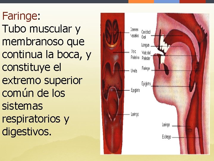 Faringe: Tubo muscular y membranoso que continua la boca, y constituye el extremo superior