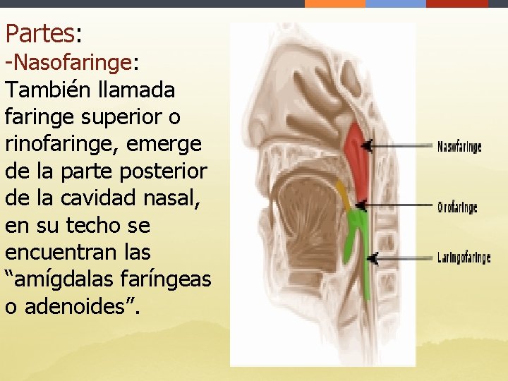 Partes: -Nasofaringe: También llamada faringe superior o rinofaringe, emerge de la parte posterior de