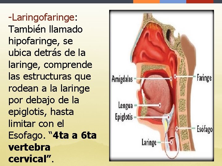 -Laringofaringe: También llamado hipofaringe, se ubica detrás de la laringe, comprende las estructuras que