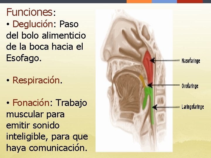 Funciones: • Deglución: Paso del bolo alimenticio de la boca hacia el Esofago. •