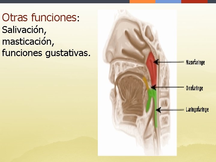 Otras funciones: Salivación, masticación, funciones gustativas. 