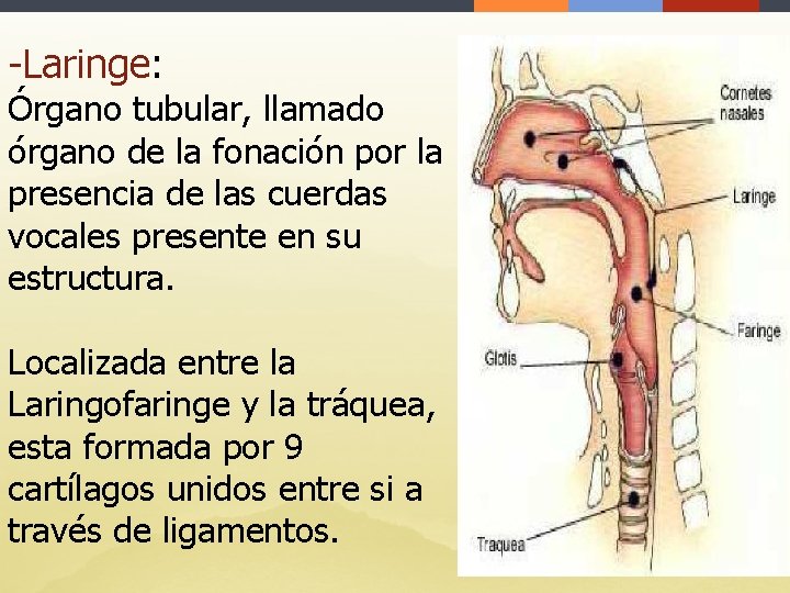 -Laringe: Órgano tubular, llamado órgano de la fonación por la presencia de las cuerdas