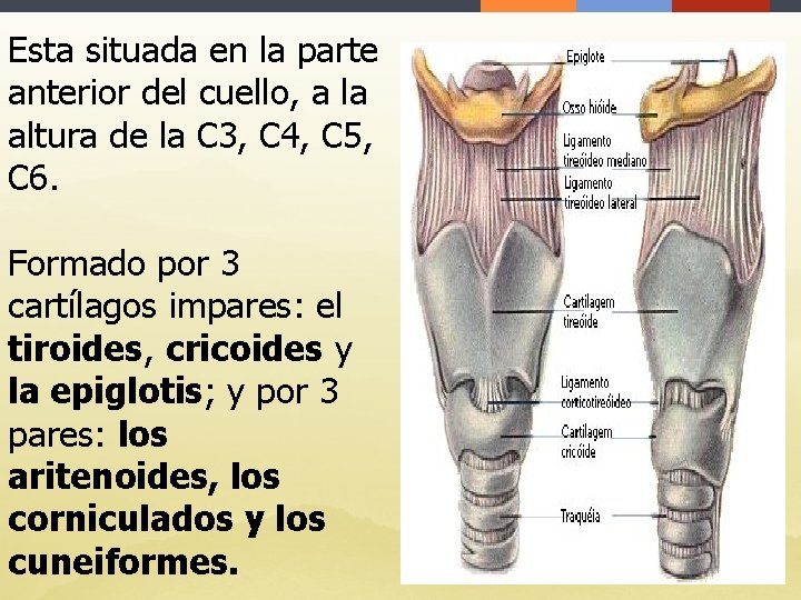 Esta situada en la parte anterior del cuello, a la altura de la C