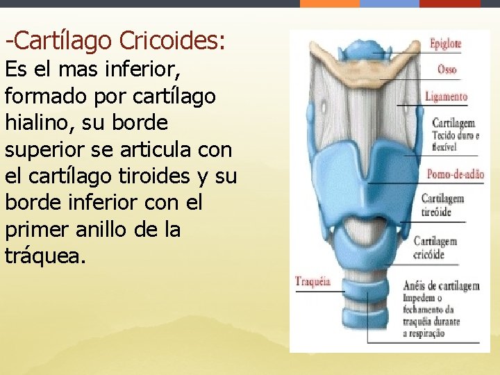 -Cartílago Cricoides: Es el mas inferior, formado por cartílago hialino, su borde superior se