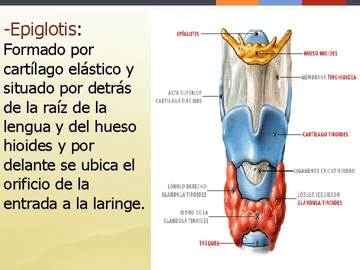 -Epiglotis: Formado por cartílago elástico y situado por detrás de la raíz de la